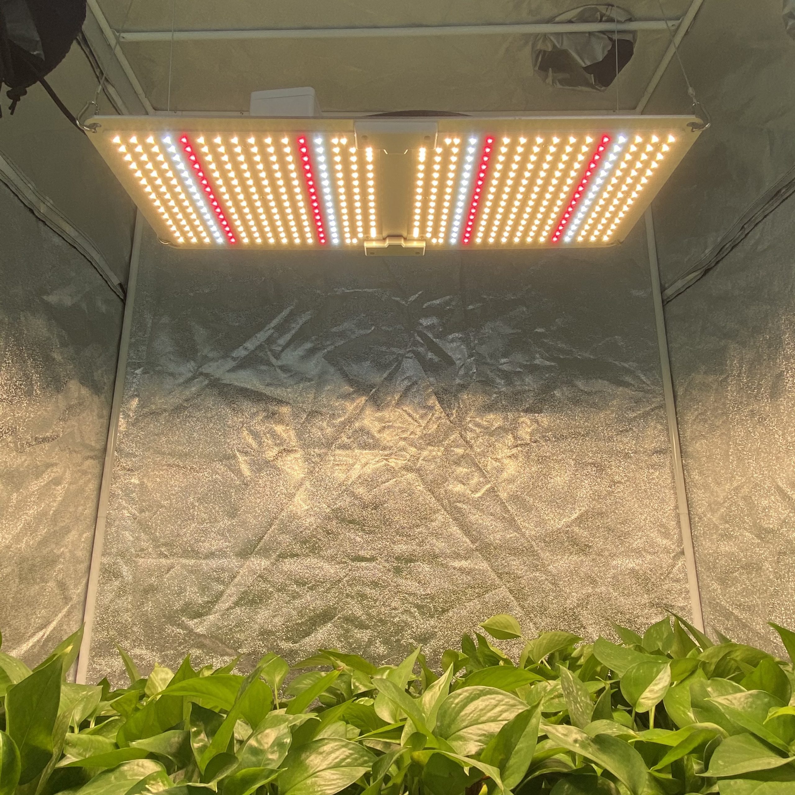 What Should We Know About LED Plant Grow Light YesBulb