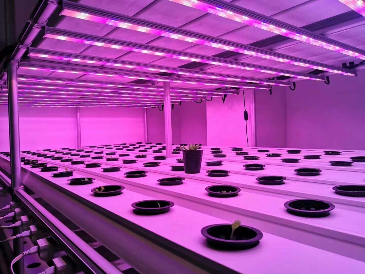 How To Choose Led Grow Lights Step By Step (5)